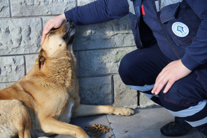 Rize'de sokak hayvanlarına yardım 