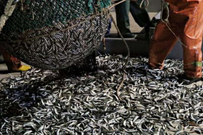 Karadeniz'de balık avı durduruldu 