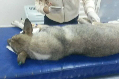 Bursa Mudanya'da telef olan köpeklerle ilgili rapor çıktı