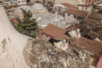 Bursa Yenişehir'de “Şungar Çifti” geleneği bozulmadı