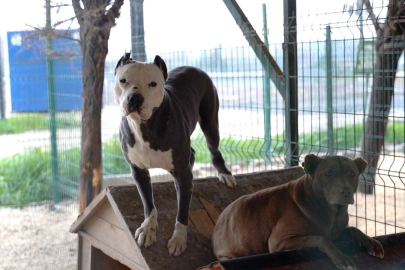 HBB'den yasaklı ırk köpekler hakkında açıklama 
