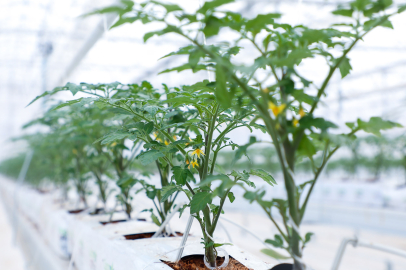 Sakarya'da devasa serasında ilk tohumlar yeşerdi