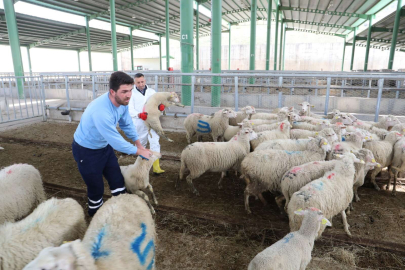 Kocaeli İzmit Belediyesinin küçükbaş hayvan desteği başlıyor