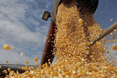 Buğday ve mısır alarmı