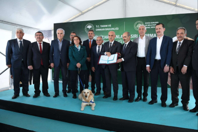 Sahipsiz hayvanlara kısırlaştırma seferberliği