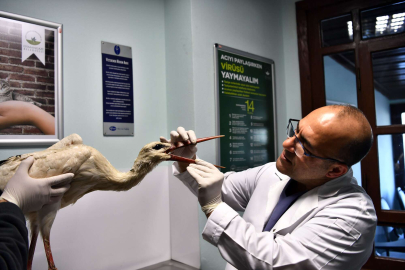 Kanadı kırılan leylek Bursa Osmangazi'de tedavi altında