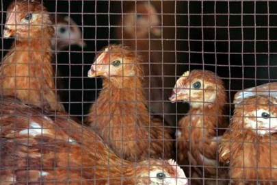 Çin'de kuş gribinin türüne ilk kez insanda rastlandı!