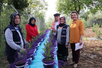 Çiftçiye aronya desteği bu yıl da sürecek
