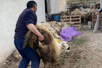 Niğde'de çalınan 70 küçükbaş hayvan sahibine teslim edildi 