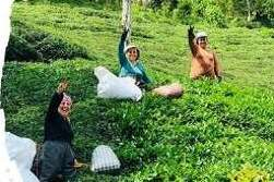 Rize'de çay üreticisi hayal kırıklığında