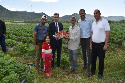 Batman Sason’da çilek hasadı başladı