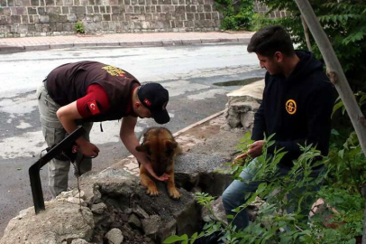 Kayseri'nin 'Reks'i iz peşinde