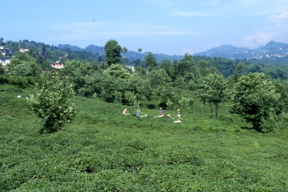 Çay hasadı, yevmiye kilo ve ton fiyatları! 