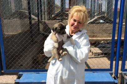 Türkiye'nin modern hayvan barınağı Kayseri'ye yapılacak