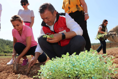İzmir'de tıbbi ve aromatik bitkiler yaygınlaşıyor
