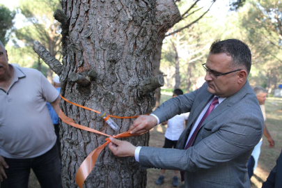 İzmir Bergama'da çam fıstığını 'böcekler' kurtaracak