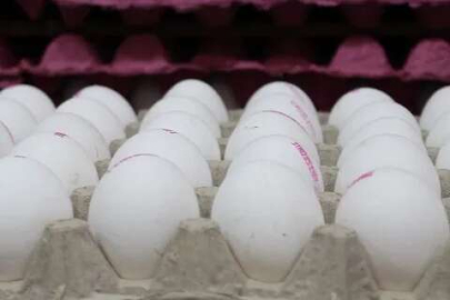 Yumurta kapıya dayandı!