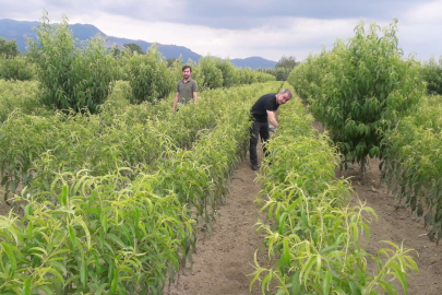 Bursa Gürsu'da 'şarka virüsü'ne karşı numuneler alındı