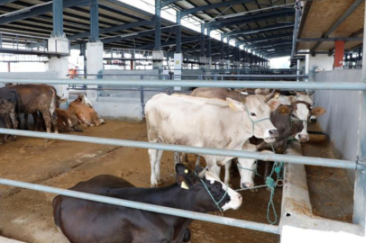 Bursa İnegöl'e kurbanlıklar gelmeye başladı