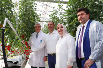 Sakarya'da Seracılık Mükemmeliyet Merkezi'nde ilk hasat