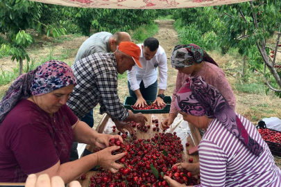 Edirne Enez'de 'Çeribaşı Kirazı'nda hasat zamanı