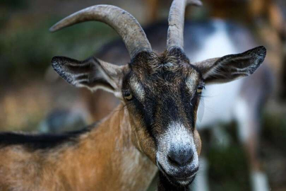 Keçi bombaları patlattı