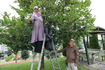 Kayseri Talas'ta ıhlamur mevsimi