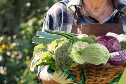 Muğla Milas'ta yüzde 50 hibeli kışlık sebze fidesi desteği