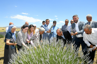 Malatya Arguvan'da lavanta hasadı