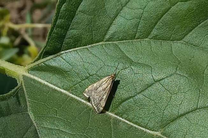 Bursa Mudanya'da üreticilere 'çayır tırtılı' uyarısı