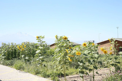 Kayseri Büyükşehir doğal pazar açıyor