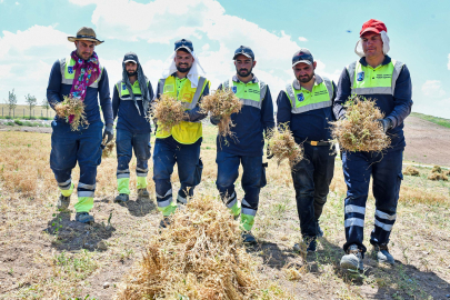 Anadolu’nun unutulmuş tahılı burçak gün yüzüne çıkarılıyor