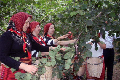 Fındıkta hasat artık çok kolay