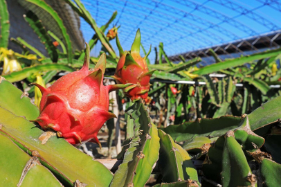 Muğla'ya 'Arıtma Suyu ile Tropik Sera' ödül getirdi