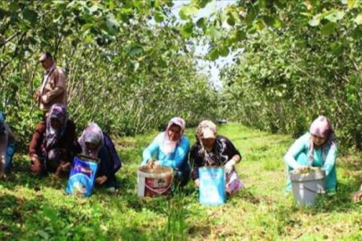 Fındık toplama yevmiyesi belli oldu