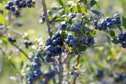 Bursa İnegöl'de yeni trend... 30 ton rekolte bekleniyor