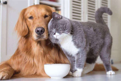 Bursa'da Saadet Partililerden 'petshop' eleştirisi