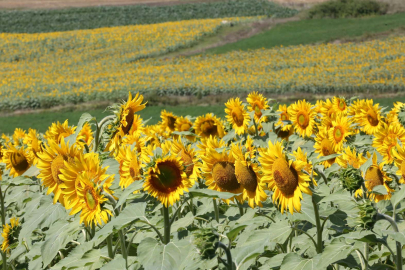 Kocaeli'de ayçiçeği tarlaları hasata hazır