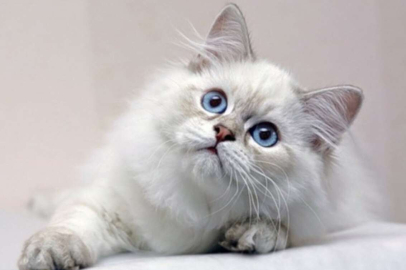 Polonya kedileri 'istalıcı' ilan edildi