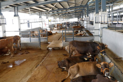 Bursa İnegöl'de 'şap'tan tedbiren kapama!