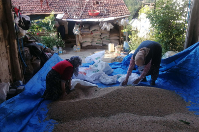 Bilecik Pazaryeri'nde 'mutlu' ve 'bereketli' hasat