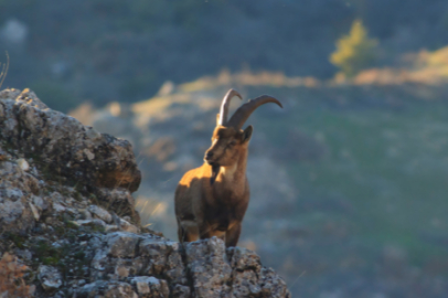Adıyaman'da yaban keçisi avı 508 bin liraya mal oldu!