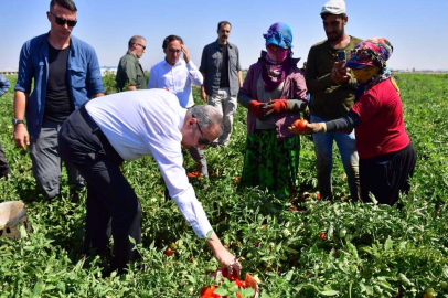 Diyarbakır'da domates hasadı