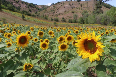 Fındık diyarı Ordu'da ayçiçeği üretiliyor