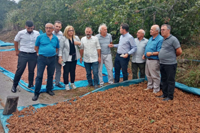 CHP'li Kaya: "Fındığa iyi fiyat verdik diye milleti aldatmaya çalışıyorlar"