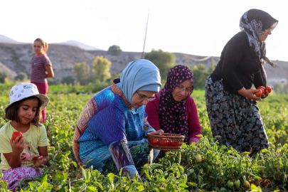 Domatesleri Emine Erdoğan topladı
