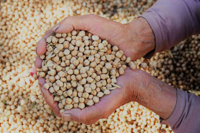 Nohut üreticisinin hasat sevinci