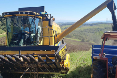 Kocaeli'de ayçiçeği hasadı