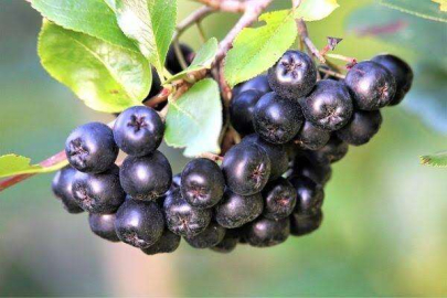 İzmit'te aronya fidanı desteğine başvurular başladı