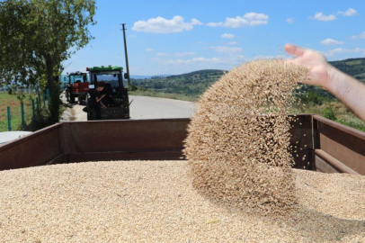 Kocaeli İzmit'te çiftçiye Nusrat cinsi buğday tohumu desteği